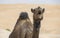 Camel in Liwa desert