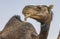 Camel in Liwa desert