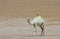 Camel in Liwa desert