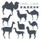 Camel, llama, guanaco, alpaca breeds icon set. Animal farming