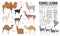 Camel, llama, guanaco, alpaca breeds infographic template