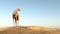 Camel looking behind - 3D render