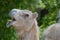 Camel Making Very Funny Faces with His Lips