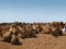 Camel market in the desert of south egypt