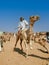 Camel market in the desert of south egypt