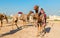 Camel market at Souq Waqif in Doha, Qatar