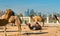 Camel market at Souq Waqif in Doha, Qatar