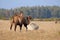 Camel on meadow in Oland