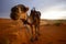 Camel in Merzouga desert, Morocco