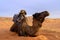 Camel in Merzouga desert, Morocco