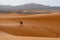 Camel in Merzouga desert, Morocco