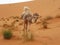 Camel at Merzouga, Morocco