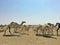 Camel migration