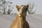 Camel with misaligned jar in the Desert