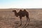 Camel in Mongolia