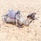 Camel in Moroccan Sahara Desert