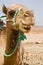 A camel in Morocco