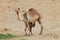 Camel mother and baby newborn calf in desert. Main Focus on baby camel.