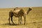 Camel mother breastfeeding