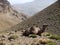 Camel in the mountains of the Atlas in Maroc .