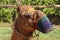 Camel with a mouth cover in a bedouin settlement in the desert to avoid bites and spitting