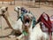 Camel with mouth open in the deserts of sharm el sheikh