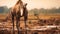 Camel In Mud A Soft Focus Lens Portrait Of Ethical Concerns