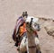 Camel - muzzle close up, Sinai, Egypt.