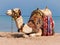 Camel napping on the shore of the Red Sea.