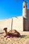 Camel near ancient city wall. Uzbekistan. Khiva