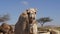 Camel in Negev Desert, Israel, close to Mamshit National Park