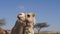 Camel in Negev Desert, Israel, close to Mamshit National Park