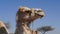 Camel in Negev Desert, Israel, close to Mamshit National Park