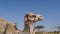 Camel in Negev Desert, Israel, close to Mamshit National Park