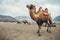 Camel in Nubra Valley desert, India