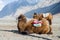 Camel in Nubra valley, Leh
