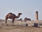 A camel and oldest university remainings in Harran