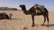 Camel with one hump tied to stone in desert. Dromedary camel standing on dessert