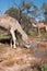 Camel in the outback of Australia