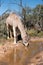 Camel in the outback of Australia