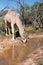 Camel in the outback of Australia