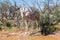 Camel in the outback of Australia