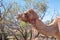 Camel in the outback of Australia