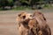 Camel in outback Australia.