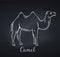 Camel outline icon, chalkboard style.