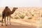 Camel Overlooking the Sahara Desert