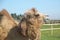 Camel owners leave their animals roam more less free . Pretty harmless and a nice tourist attraction . Camels graze