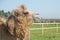 Camel owners leave their animals roam more less free . Pretty harmless and a nice tourist attraction . Camels graze