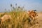 A Camel With a Pack of Its Back in Kuwait Desert