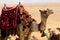 Camel parading in it\'s colourful saddle